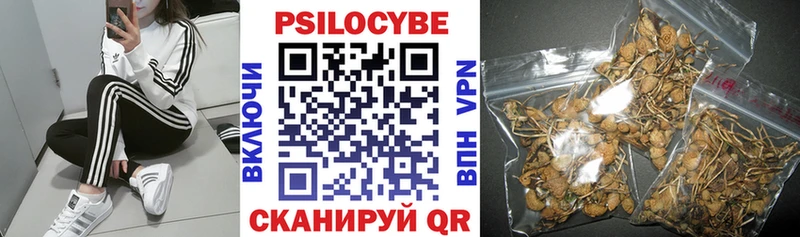 Купить где  Шилка  Псилоцибиновые грибы Magic Shrooms 